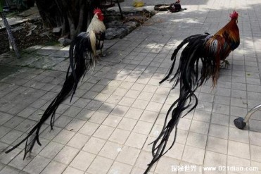 世界上十大尾巴最长的动物 巴洛龙尾巴长20米(攻...