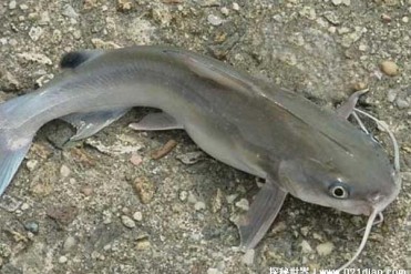 世界上十大最脏的鱼 鲶鱼生活环境肮脏(肉质很鲜美)