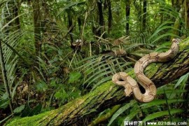  亚马逊雨林称为人类禁区 却有丰富的生态系统(未知因素多)