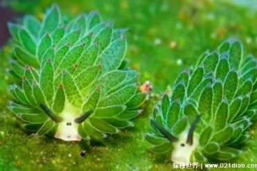 可以通过吃海藻让身体变绿的生物 叶羊很漂亮(体...