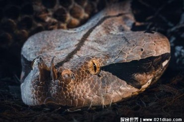 巴西人最害怕的一种毒蛇 南美蝮蛇攻击能力强(毒...