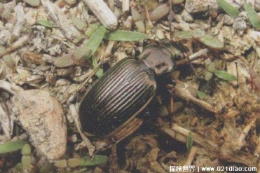 自然界中凶狠的捕蛙小能手 大黄缘地甲体型小(性...