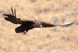  秃鹫是不折不扣的大型猛禽 却喜欢吃动物尸体(分布范围广)