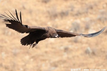 秃鹫是不折不扣的大型猛禽 却喜欢吃动物尸体(分...