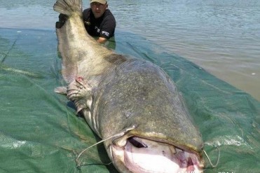 世界十大巨型淡水鱼 高首鲟最长可达7米(外观独特)