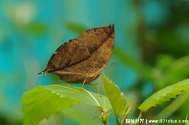 自然界当中的伪装大师 枯叶蝶和枯树叶一样(观赏...