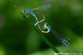  常常被误认为是蜻蜓的昆虫 豆娘外表比较漂亮(食肉昆虫)
