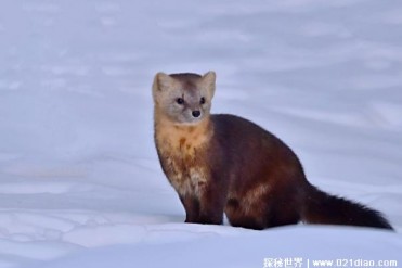 紫貂的利用价值比较高 如今已濒临灭绝(需要保护)