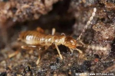 和中国大熊猫一样珍贵的生物 中华缺翅虫(体型较小)