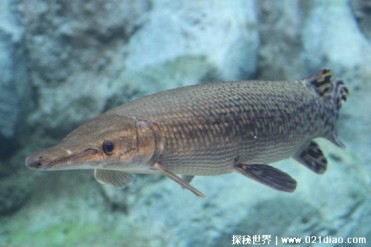 世界十大存活至今的史前鱼类 肛棘鱼历史悠久(长...