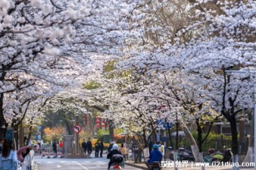 世界十大树木奇观 枫叶大道位于加拿大(长900公里)