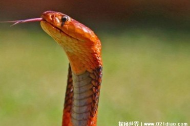 世界十大少见的红色动物 美洲红鹮濒临灭绝(羽色...