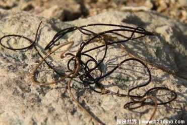 世界十大能控制寄主大脑的寄生虫 个个很恐怖(要...