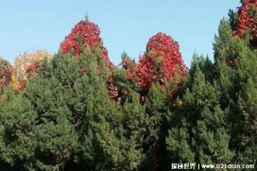 世界上最小的国家森林 阿达克岛只有33棵树(是精...