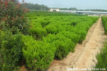 世界十大最便宜的绿化树 金森女贞苗木很漂亮(适...