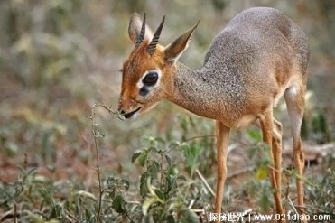 世界十大典型的一夫一妻制动物 天鹅令人羡慕(终...