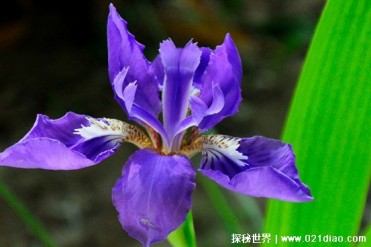 世界十大著名香料植物 玫瑰利用价值比较高(味道...