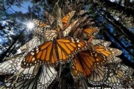  美国洛杉矶蝴蝶树 成千上万的蝴蝶栖息松树上(比较壮观)