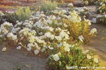 世界十大短命植物 短命菊寿命不到一个月(生长速...