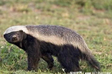 世界十大有超能力的动物 变色龙伪装能力强(可躲...