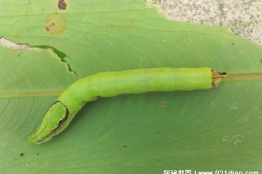 世界上最危险的毛毛虫 巨型天蚕蛾幼虫很危险(会...