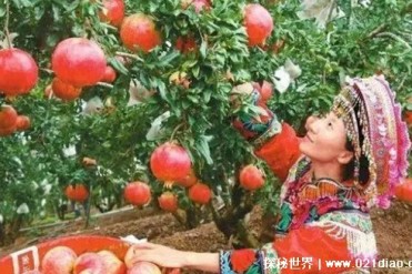 世界最大石榴之乡 见证凉山飞跃70年(2100年历史)