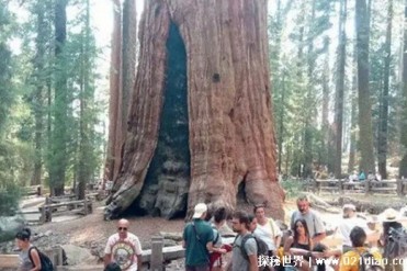 世界上最大的树 北加州的巨型红杉存活2000年(直...