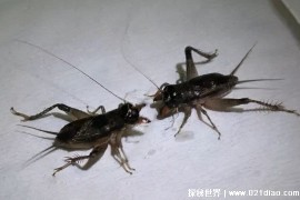  蟋蟀为什么爱打架 为了争夺繁殖的权利(相互竞争)