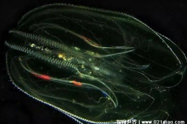 世界十大海洋神秘动物 庞贝虫比较耐热的生物(生...