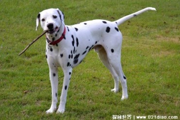 世界十大不掉毛体味轻的狗 柴犬是日本国宝(体型...