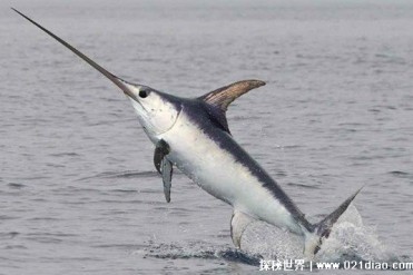 世界十大海洋界中的游泳健将 旗鱼游泳速度快(肌...
