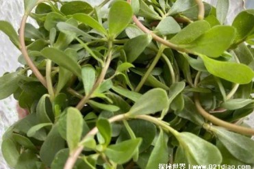 马齿苋是一年生草本植物 是药用价值高的野菜(营...
