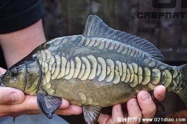 三道鳞是具有独特鳞片的鱼类 分布范围很广(是淡...