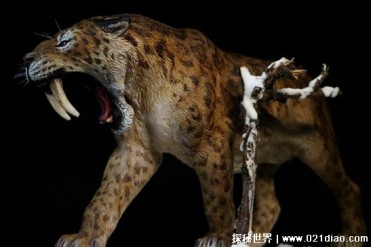 剑齿虎怕什么动物 或害怕体型更大的掠食者(顶级...