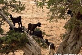  摩洛哥的山羊具有爬树的能力 只为了寻找食物(因气候干旱)