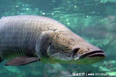 世界十大凶猛淡水鱼 牛鲨对人类威胁比较大(杀伤...