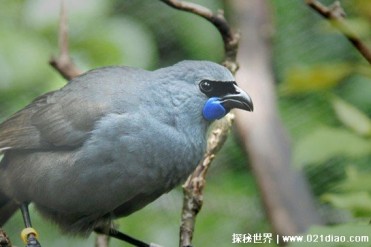 世界十大珍稀鸟类 鸮鹦鹉数量比较少(无法飞行)