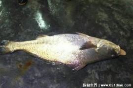  黄唇鱼是一种大型的鱼类 如今已经极度濒危(经济价值高)