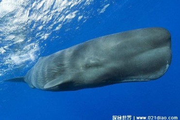 世界十大孕期最长动物 姥鲨妊娠期或达到4年(体型...