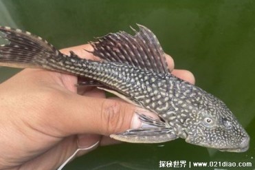 清道夫鱼是一种热带淡水鱼 会有很多天敌(可清洁...