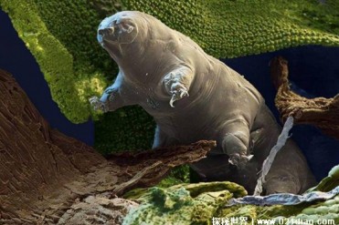 水熊虫为什么能在任何环境下生存 生存能力强(适...