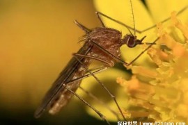  清风园200多年蚊子无法飞入 至今是未解之谜(古老又神秘)