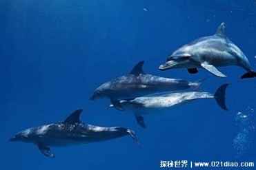 鲨鱼为何会畏惧海豚 海豚是很智慧的生物(应变能...