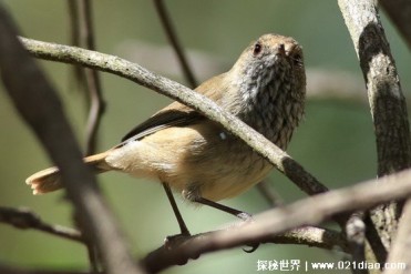 世界十大小型鸟 吸蜜蜂鸟是温血动物中最小的(身...