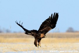  金雕是自然界中大型猛禽 也是天空中的捕食者(飞行能力强)