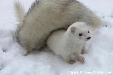 白鼬具有独特的狩猎技巧 堪称是森林中的死神(嗅...