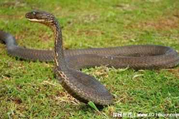 世界十大著名眼镜蛇 细鳞太攀蛇分布范围广(毒性...