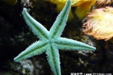 世界十大有再生能力的动物 栉水母很神奇(适应能...