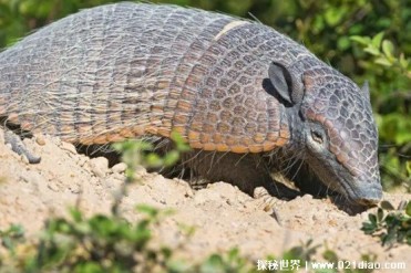 穿山甲为何会濒临灭绝 栖息地遭到破坏(繁殖能力强)