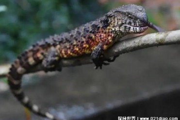 世界上最爱睡觉的蜥蜴 瑶山鳄蜥中国特有物种(防...